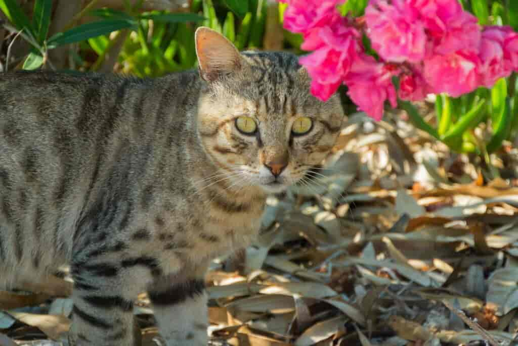 Giftiger Oleander: Vergiftungssymptome erkennen & behandeln