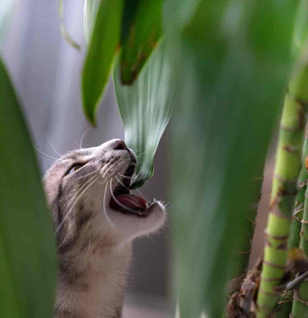 Ungiftige Pflanzen für Katzen: So schützt du dein Tier am besten