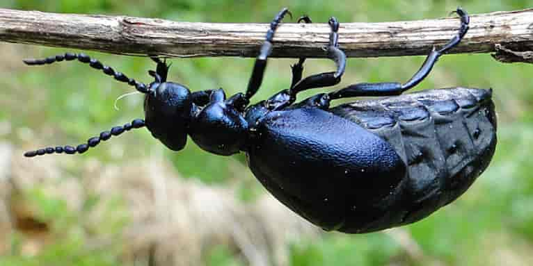 Der Schwarzblaue Ölkäfer