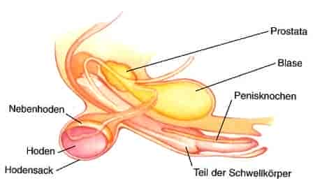 Anatomie und Geschlechtsorgange des Rüden