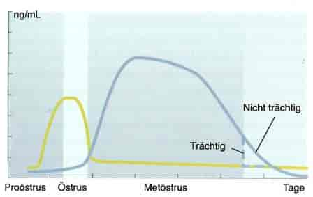 Anatomie der Geschlechtsorgane der Hündin