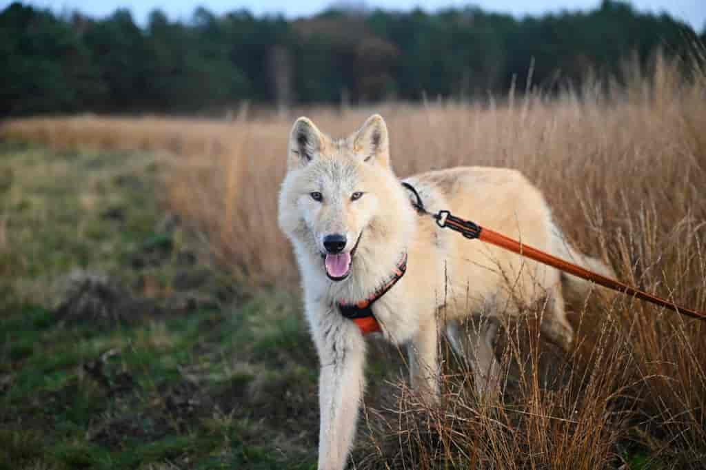 Meine Top 5 Hunde Panikgeschirre