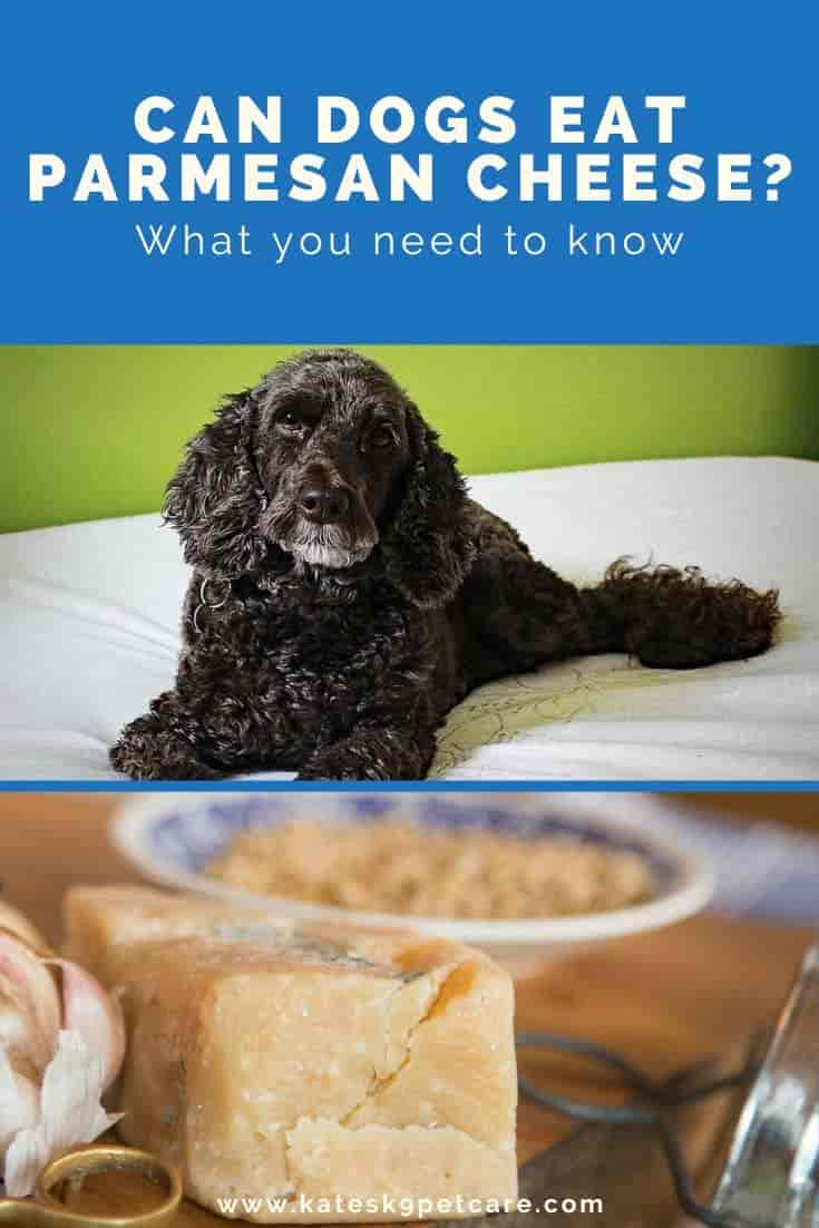 Can Dogs Eat Parmesan Cheese? - Kate's K9 Pet Care