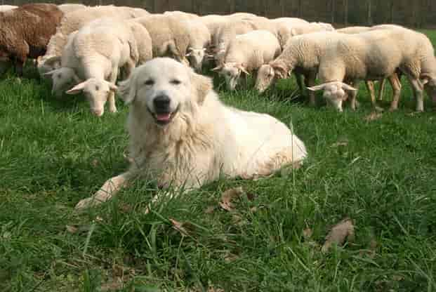 Le Patou (Great Pyrenees)