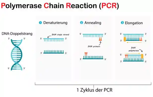 PCR-Test: So funktioniert der Nachweis von Virusinfektionen