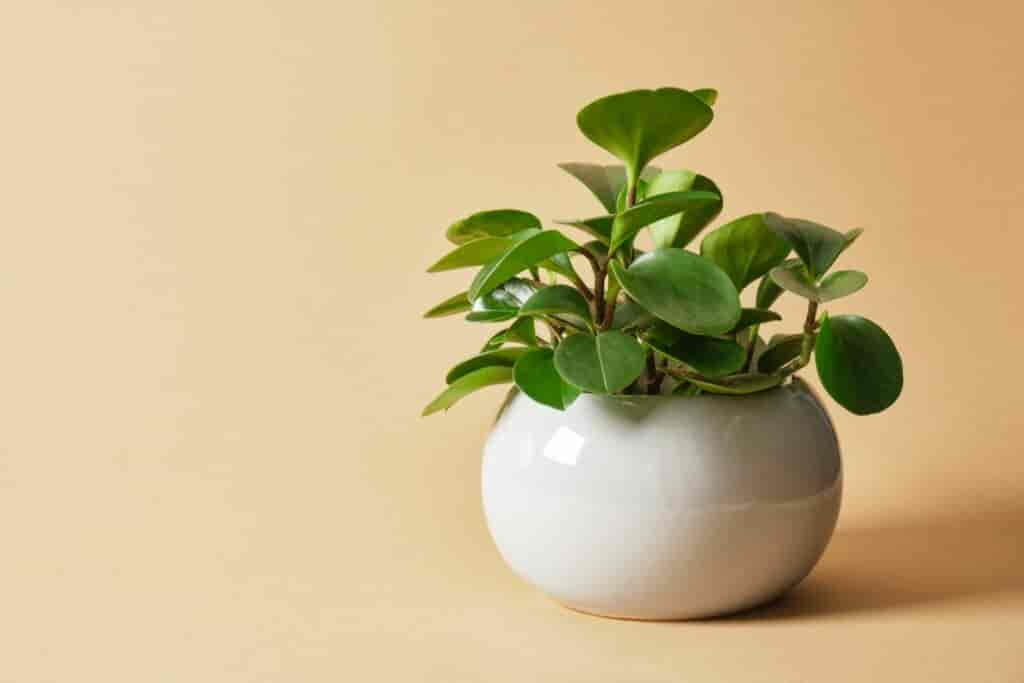 Peperomia obtusifolia: Pflege, Vermehrung & Giftigkeit