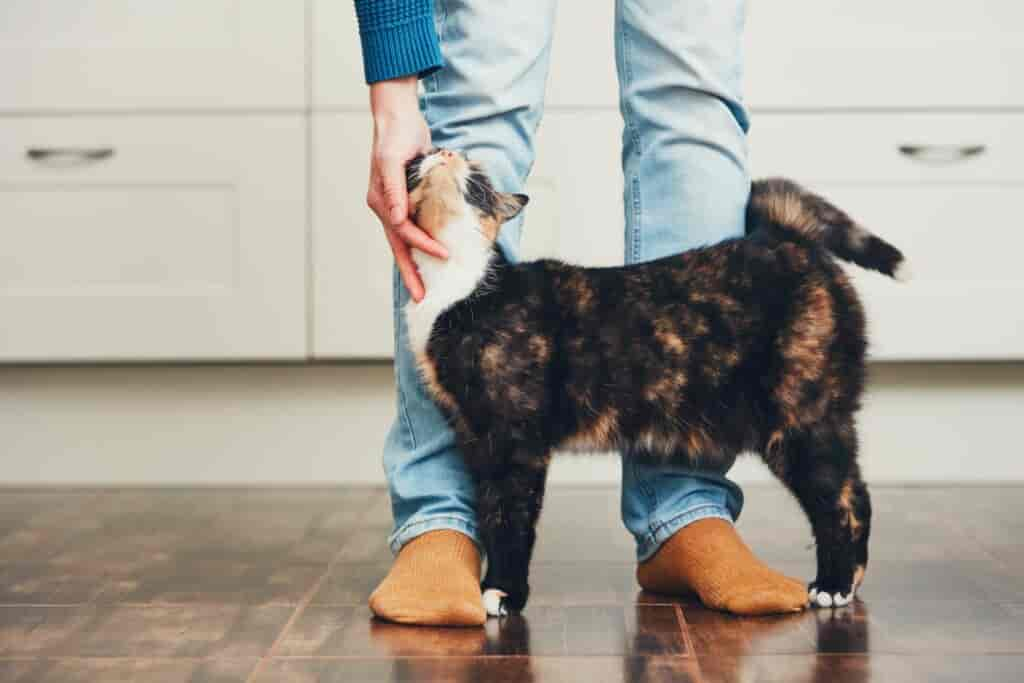 PETPROTECT Tierversicherung: Der beste Schutz für Hund & Katze