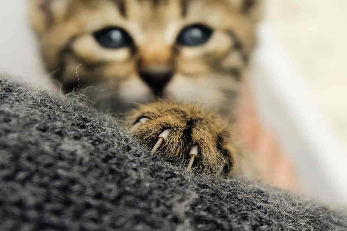 Sanfte Pfoten & scharfe Krallen - Warum sie die Katzen zu effektiven Jägern machen