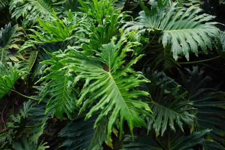 Are Philodendrons Toxic To Cats? Vet-Reviewed Facts & FAQ