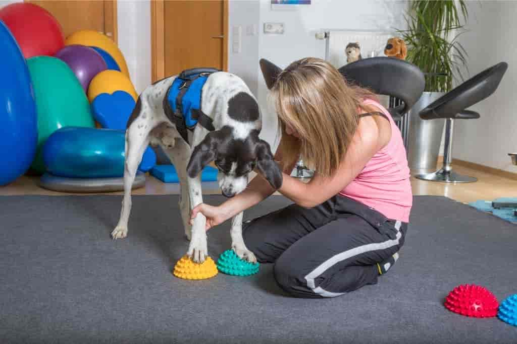 Physiotherapie beim Hund: Alle Kosten & Preise im Überblick