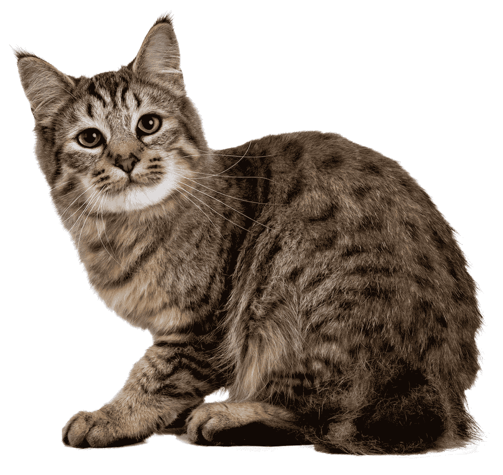 Pixie-Bob Cat Breed Profile