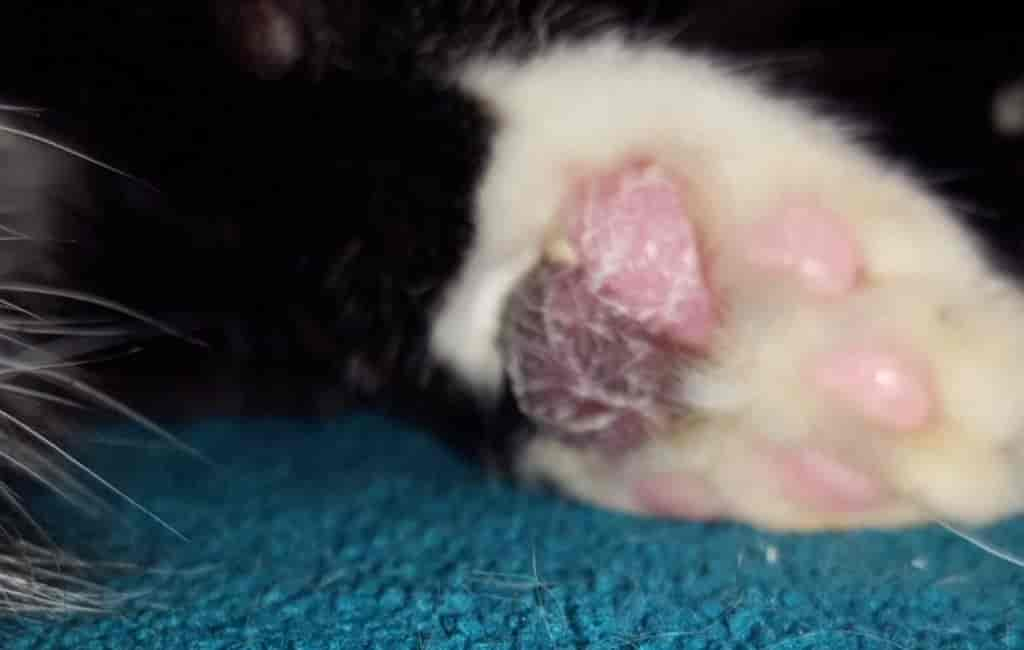 Ganzheitliche Behandlung bei Pododermatitis oder Kissenfuß bei Katzen