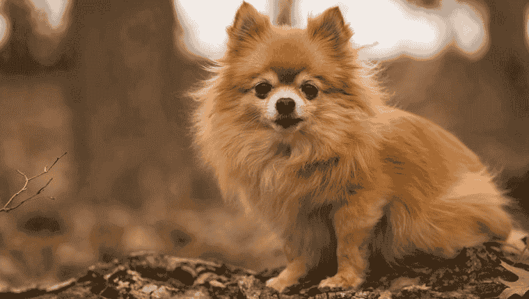 Pomchi (Pomeranian & Chihuahua Mix); All You Need To Know