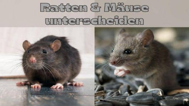 Ratten und Mäuse erkennen: 8 Unterschiede