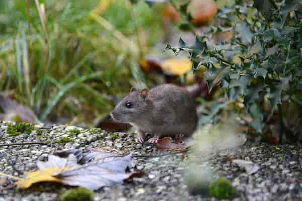 Ratten im Garten – so werden Sie die Schädlinge los