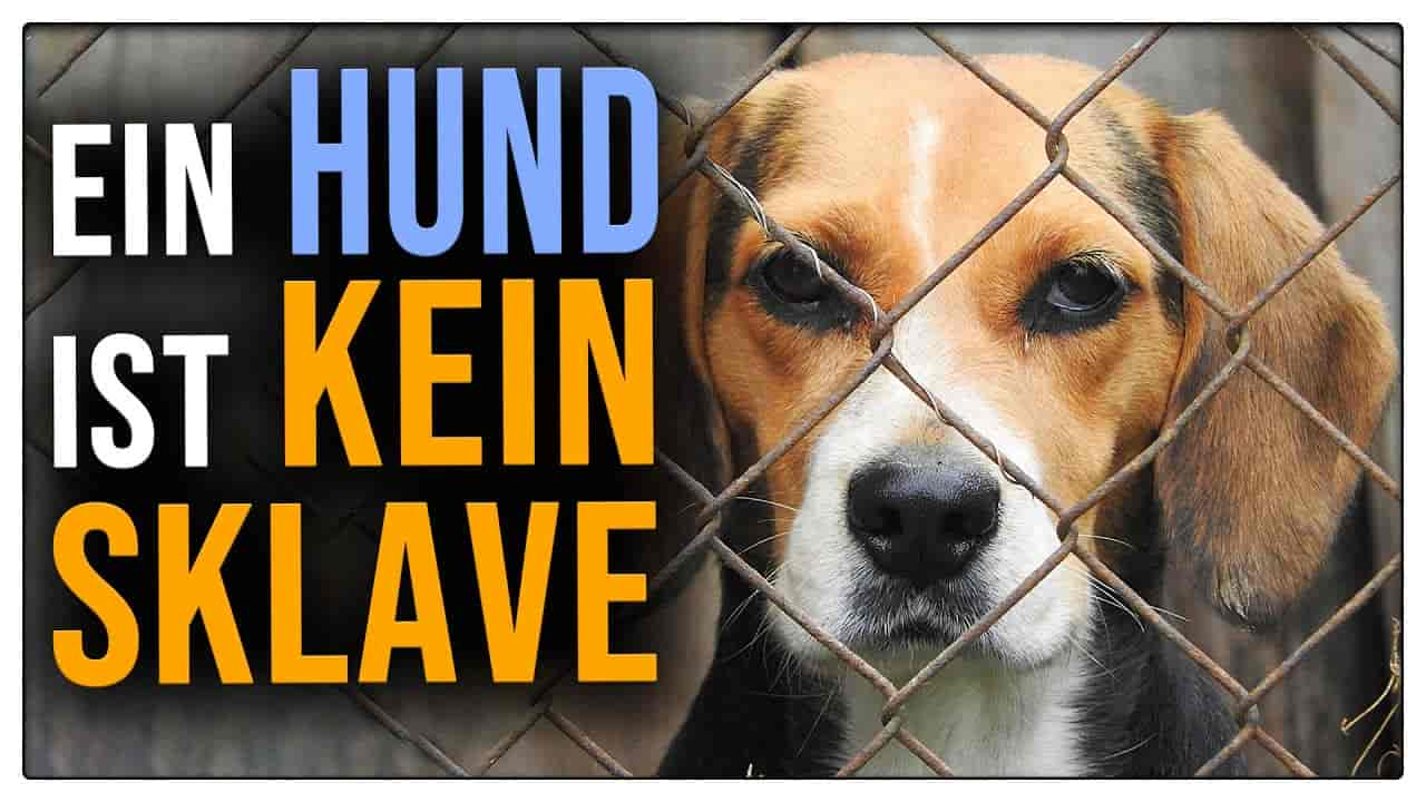 Raumverwaltung – Hunde denken in Räumen?