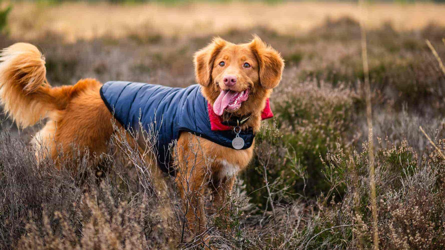 Hundemantel mit Bauchschutz: Die Top 5 Modelle (2024)