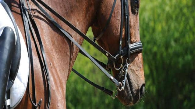 Gebisse für Pferde – zur Kommunikation zwischen Pferd und Reiter