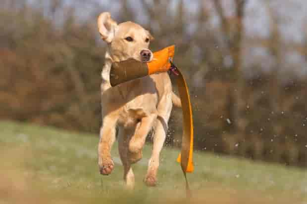 Tipps für das Reizangeltraining mit Hunden