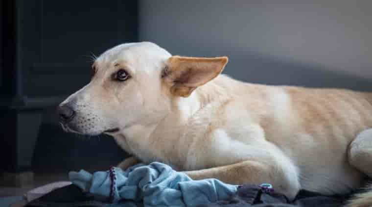 Rescue Tropfen für Hunde: Dosierung, Anwendung & Erfahrungen