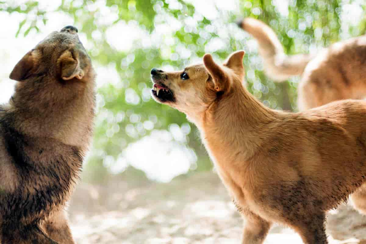 Der Hund verteidigt, was ihm wichtig ist