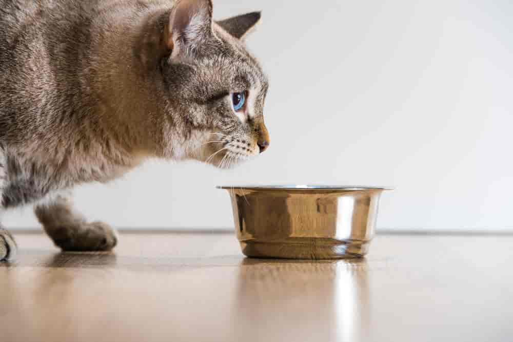 Revierkämpfe unter Katzen stoppen - 6 Tipps