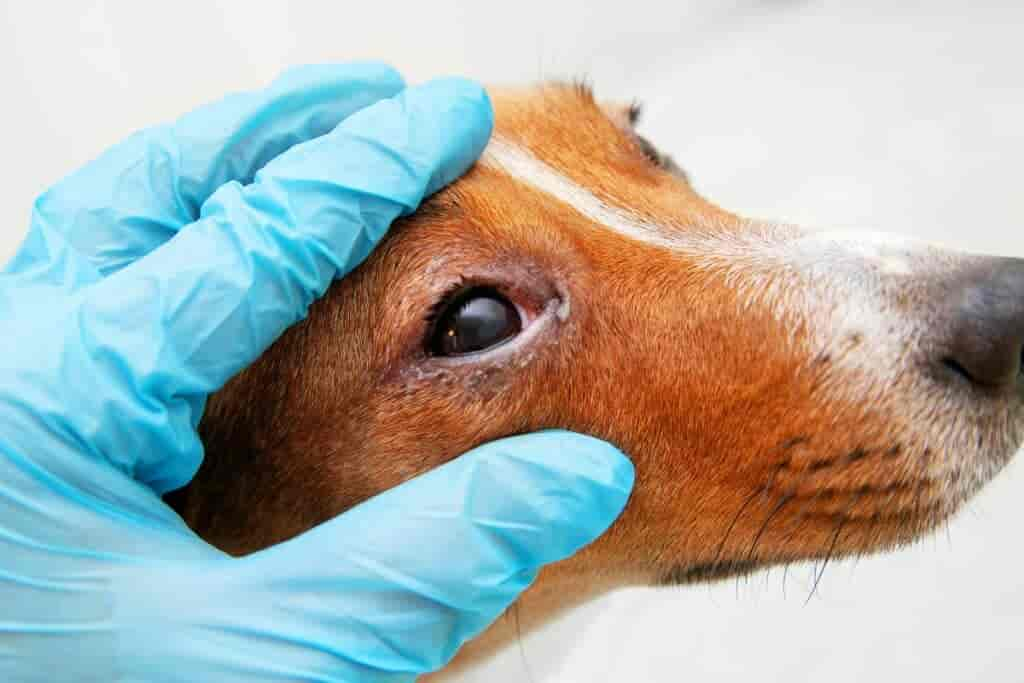 Rote Augen beim Hund: Ursachen, Symptome & Behandlung