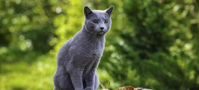 Russian Blue Cat Facts: History, Personality, Health & More