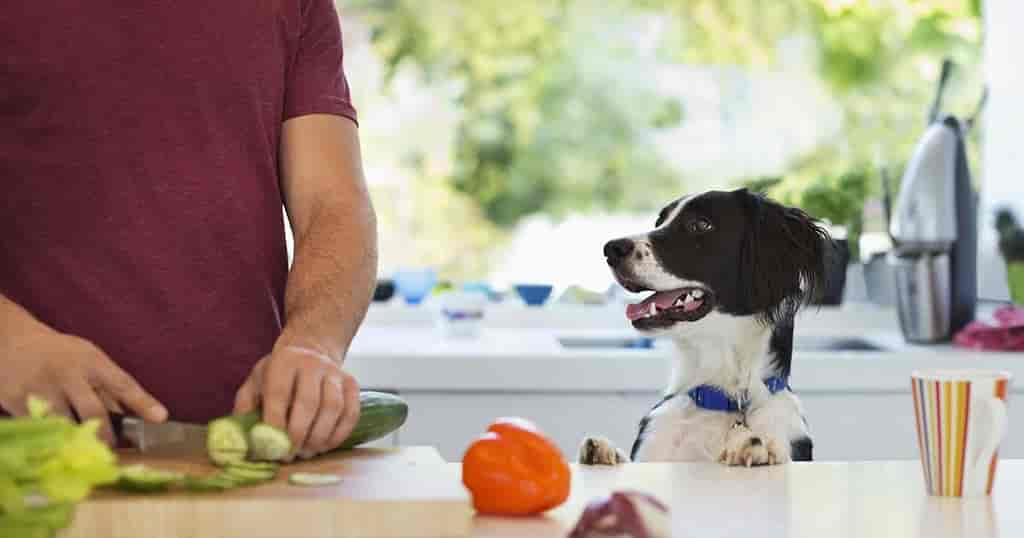 Dürfen Hunde Gurke essen?