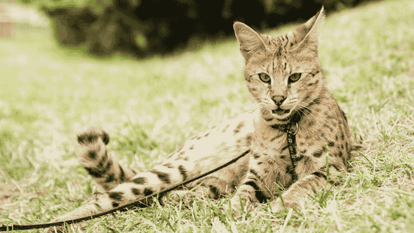 Savannah Cat vs. Bengal Cat - Exotic Breeds Side by Side