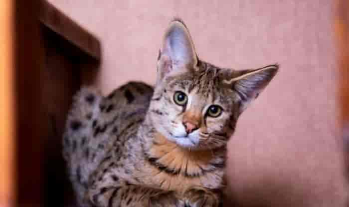 How Much Does a Savannah Cat Cost in 2022?