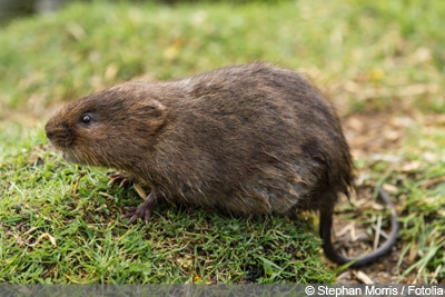 "Schermaus"