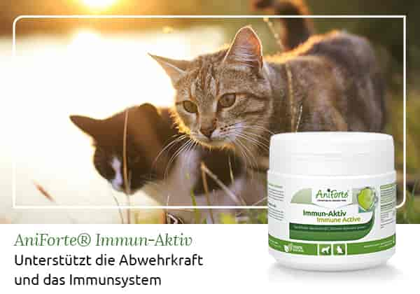 Hyperthyreose - Schilddrüsenüberfunktion bei Katzen