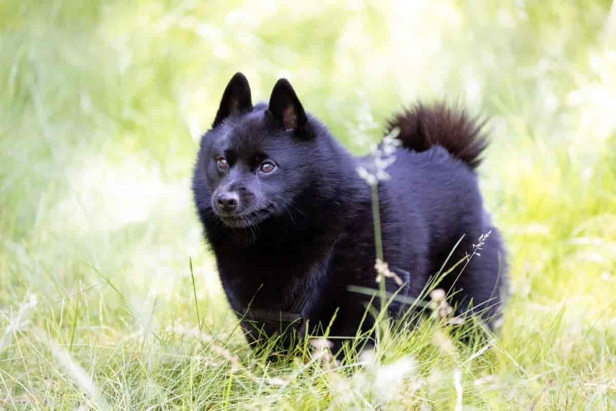 Schipperke