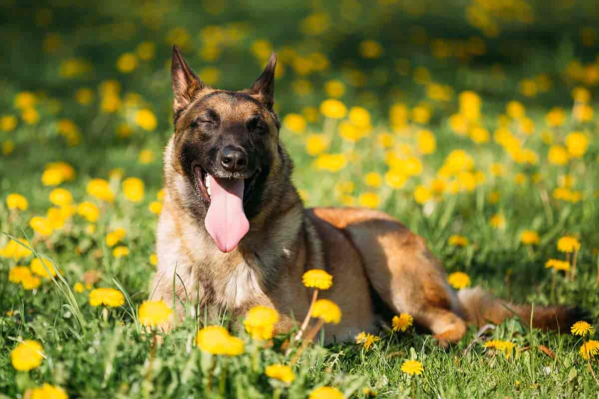 Die intelligenteste Hunderasse der Welt – weder Border Collie, noch Deutscher Schäferhund