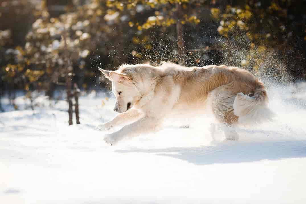 Mein Hund frisst Schnee: Risiken & Gegenmaßnahmen