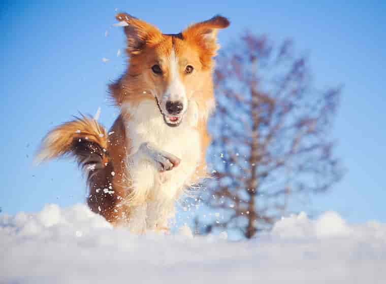 Hund frisst Schnee – So verhinderst du eine Schneegastritis!