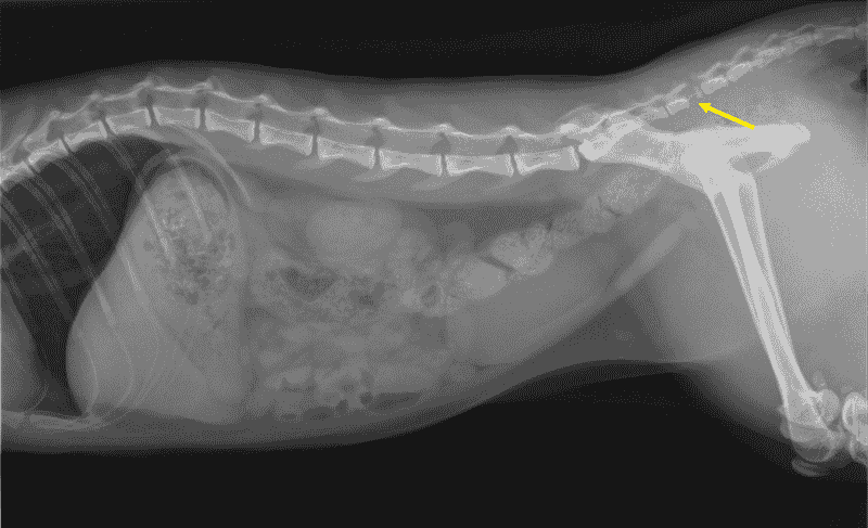 Schwanzabriss bei der Katze