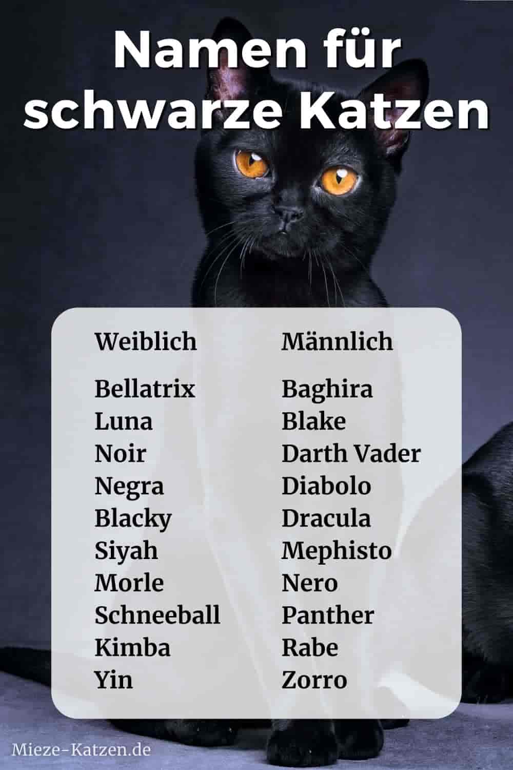 Namen für schwarze Katzen