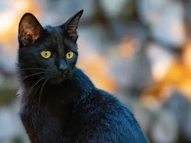 Schwarze Katzen: bringen sie Unglück?