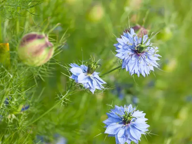 Schwarzkümmel ganz, Nigellae sativa, 100% Natur