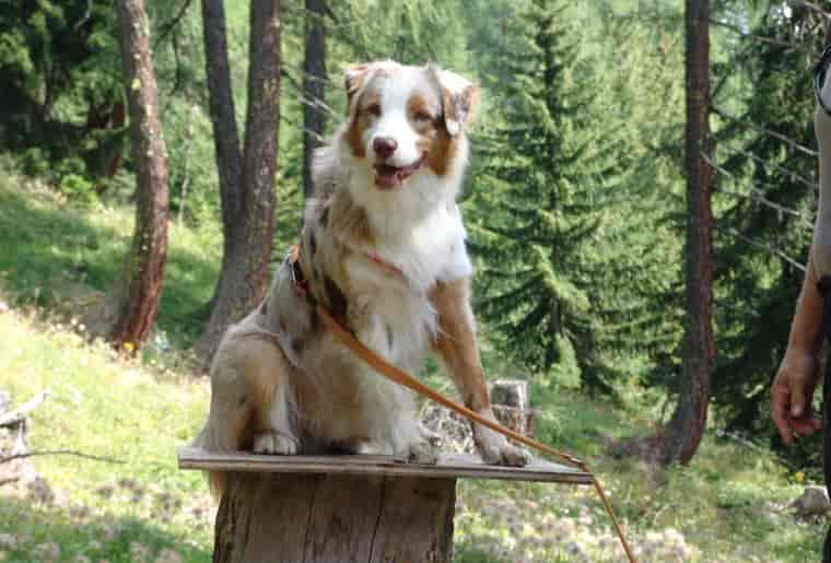 Aktivitäten mit Ihrem Hund in der Schweiz