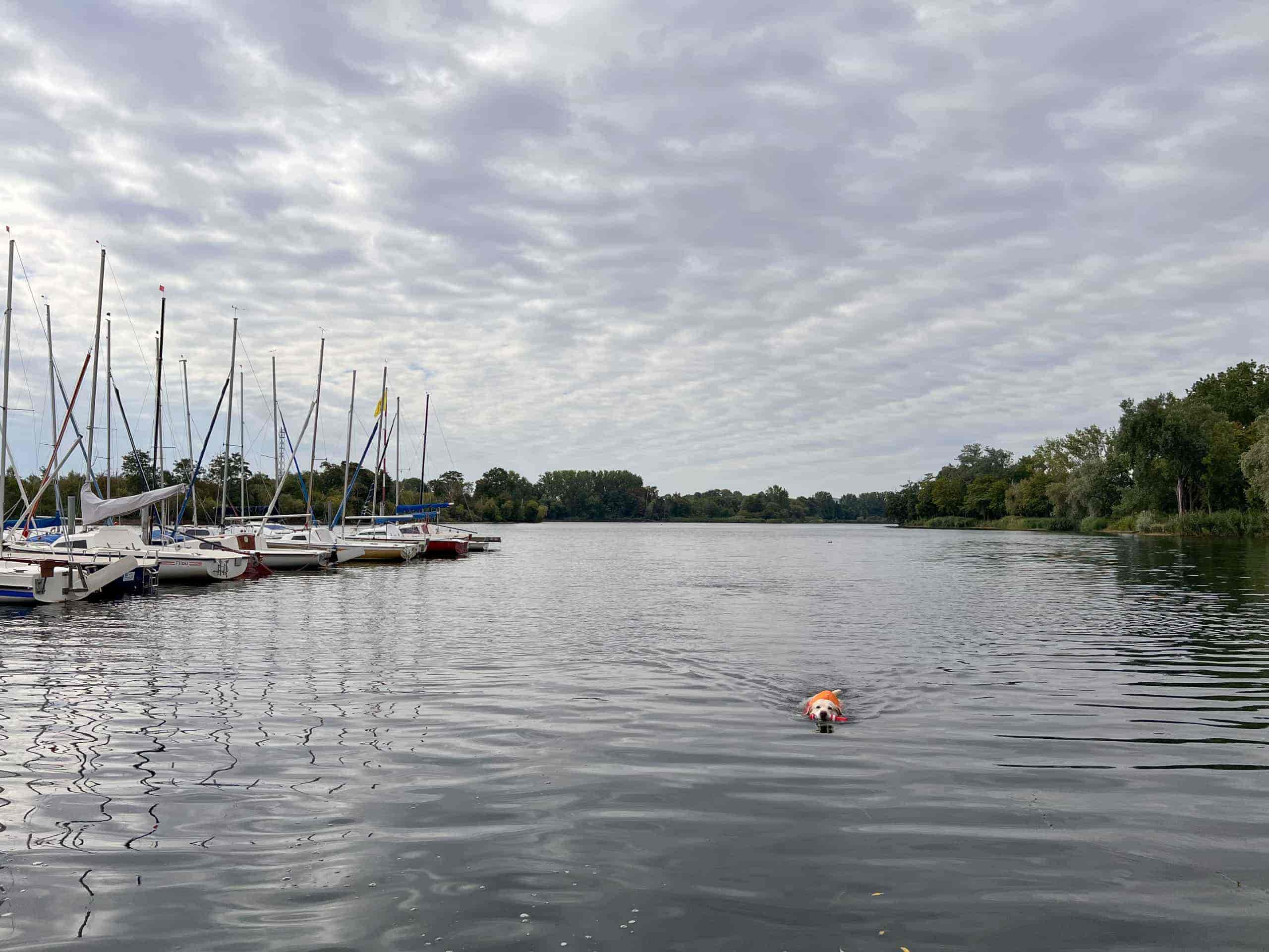 Schwimmwesten für Hunde – 6 Westen im Test für mehr Sicherheit