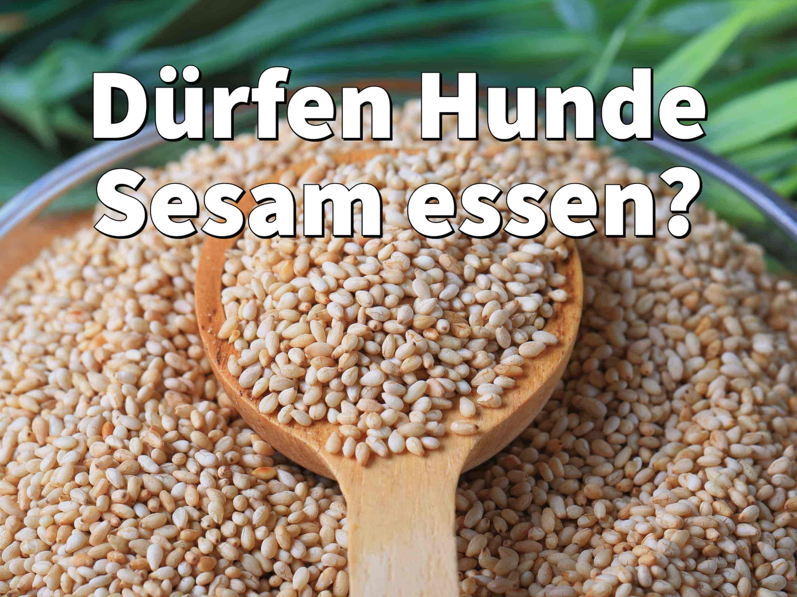 Dürfen Hunde Sesam essen?