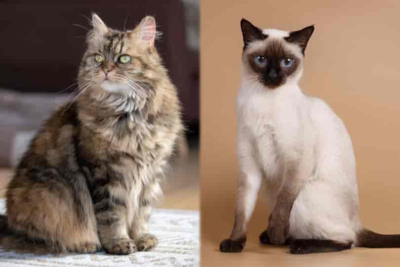 Maine Coon & Siamese Cat Mix: Info, Pictures, Characteristics & Facts