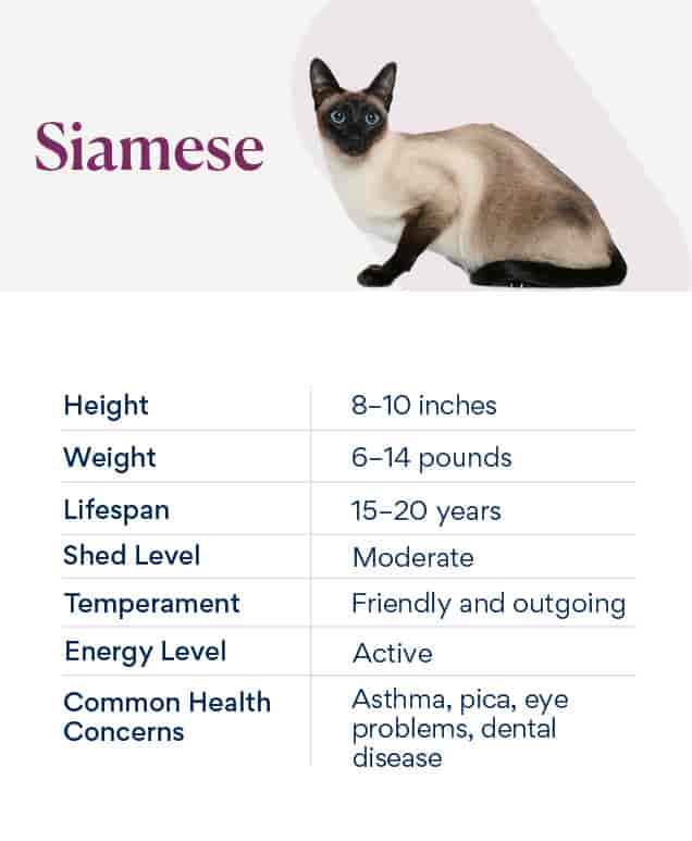 Siamese Cat