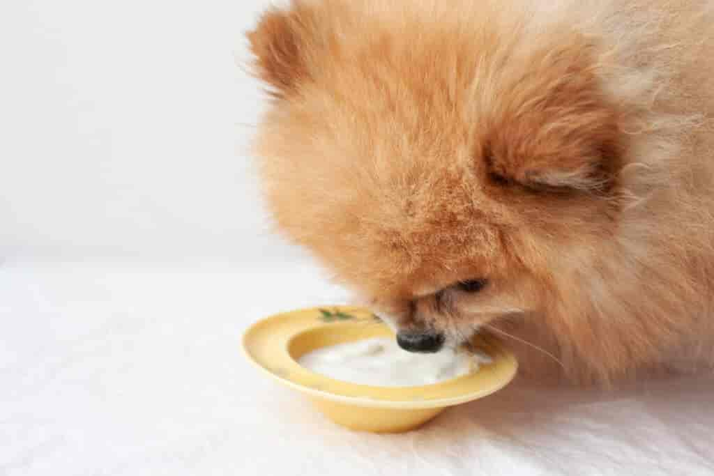 Dürfen Hunde Skyr essen? Alles, was du dazu wissen musst!