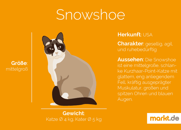 Die Snowshoe im Rasseportrait