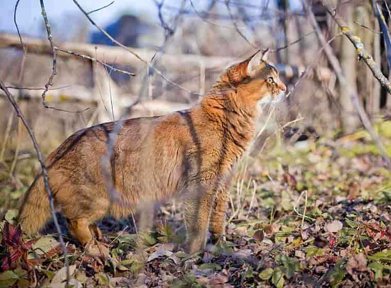 Somali Katze