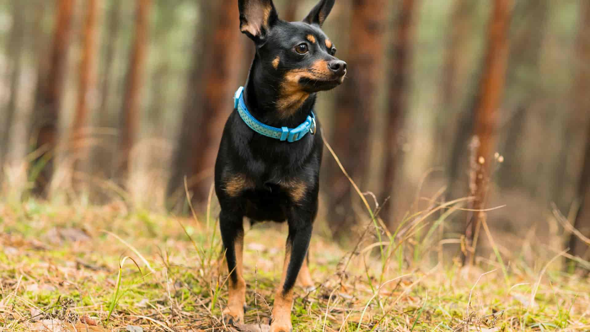 Die besten Spazierrouten mit Hunden